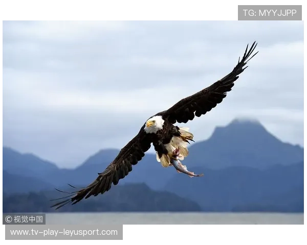 老鹰继续高歌猛进——力争上游的雄鹰精神激励你的每一天 老鹰继续高歌猛进——力争上游的雄鹰精神激励你的每一天